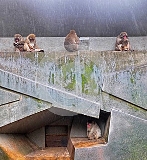 Japanese Macaque in ARTIS