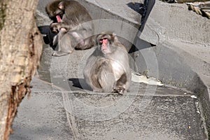 Japanese Macaque At The Artis Zoo Amsterdam The Netherlands 2-11-2022