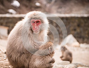 Japanese macaque with baby