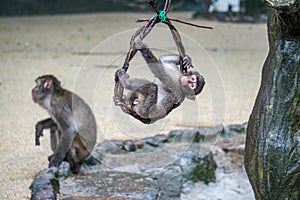 Japanese Macaque baby hanging from a vine and playing outside.