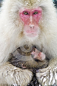 Japanese macaque with baby in snow, Japan
