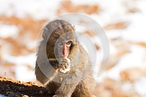 Japanese macaque baby in winter