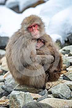 Japanese macaque breastfeeding a cub. Closeup portrait.