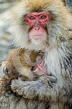 Japanese macaque breastfeeding a cub. Closeup portrait.