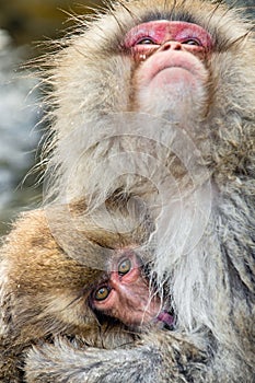 Japanese macaque breastfeeding a cub. Closeup portrait. Japanese macaque, Scientific name: Macaca fuscata, also known as the snow