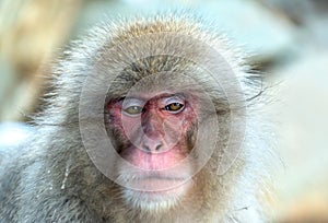 The Japanese macaque. Close up portrait