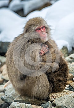 Japanese macaque with a cub in cold winter weather.