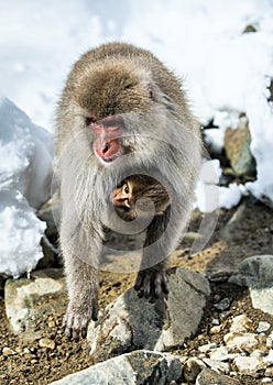 Japanese macaque with a cub on her breast warming themselves against in cold winter weather.