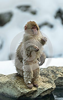 Japanese macaque and cub. The Japanese macaque Scientific name: Macaca fuscata, also known as the