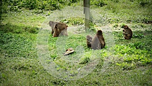 Japanese Macaque Family