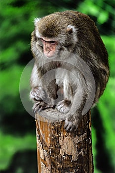 Japanese macaque female on the beam 1