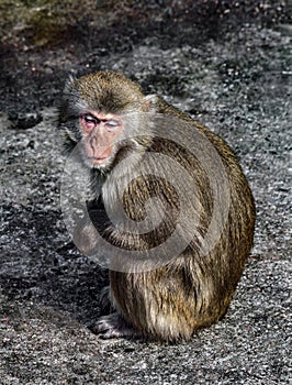 Japanese macaque female on the ground 2