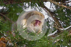 Japanese Macaque Foraging in Tree