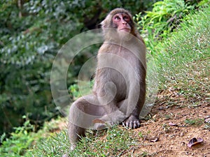 Japanese Macaque in forest