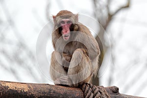 Japanese macaque grimaces with his tongue out