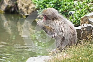 Japanese macaque hangin out been there selfs