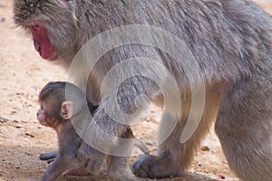 Japanese macaque hangin out been there selfs