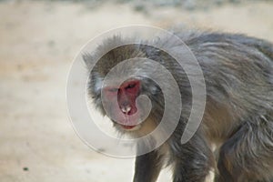 Japanese macaque hangin out been there selfs photo