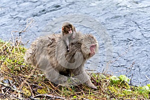 Japanese Macaque with her infant
