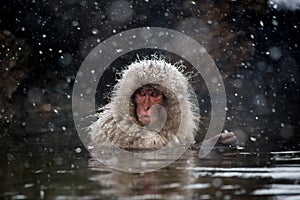 Japanese Macaque in a hot spring in a snowstorm