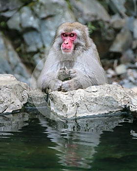 Japanese macaque at the hot springs