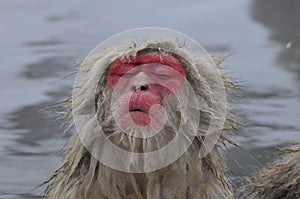 Japanese Macaque, Japanse makaak, Macaca fuscata photo