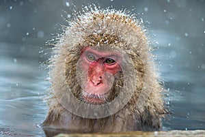 The Japanese macaque at Jigokudani hotsprings.