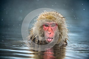 The Japanese macaque at Jigokudani hotsprings.