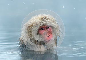 The Japanese macaque at Jigokudani hotsprings. Scientific name: Macaca fuscata, also known as the snow monkey