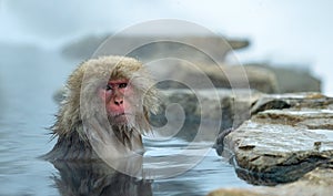 The Japanese macaque in the water of hotsprings. Japanese macaque,Scientific name: Macaca fuscata, also known as the snow monkey photo