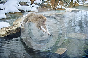 Japanese macaque in jump through a natural hot spring.