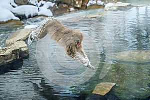Japanese macaque in jump through a natural hot spring.