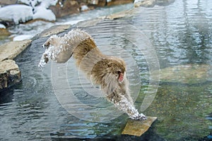 Japanese macaque in jump through a natural hot spring.