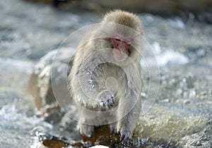 Japanese macaque in jump. Macaque jumps. Natural hot spring. Winter season. The Japanese macaque Scientific name: