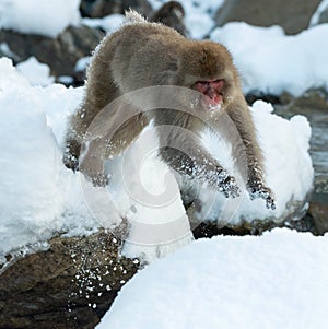 Japanese macaque in jump. Macaque jumps through a natural hot spring. Snow monkey. The Japanese macaque, Scientific name: Macaca