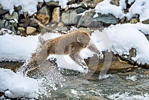 Japanese macaque in jump. Macaque jumps through a natural hot spring. Winter season. The Japanese macaque Scientific name: