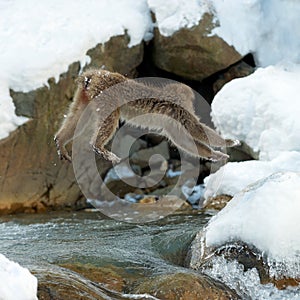 Japanese macaque in jump. Macaque jumps. Natural hot spring. Winter season. The Japanese macaque Scientific name: