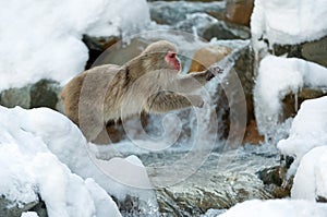 Japanese macaque in jump. Macaque jumps. Natural hot spring. Winter season. The Japanese macaque Scientific name: