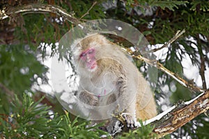 Japanese Macaque Looking down from Tree