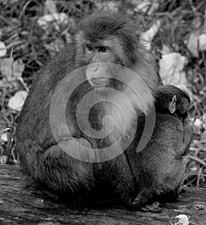 Japanese macaque Macaca fuscata