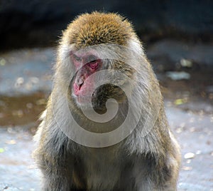 Japanese macaque Macaca fuscata,