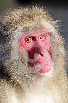 Japanese Macaque (Macaca Fuscata)