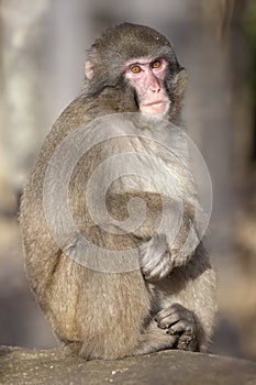 Japanese Macaque (Macaca Fuscata)