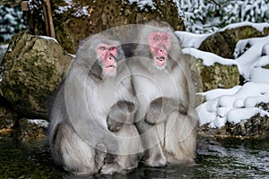 Japanese Macaque (Macaca Fuscata)