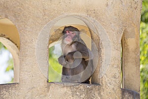 Japanese macaque Macaca fuscata