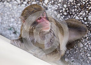 Japanese macaque Macaca fuscata