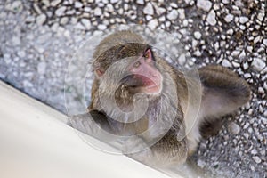 Japanese macaque Macaca fuscata