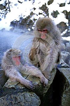 Japanese Macaque, macaca fuscata, Adults standing in Hot Springs, Hokkaido Island in Japan