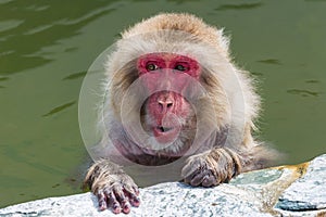 Japanese Macaque (Macaca fuscata) bathing in a steaming volcanic hot spring (onsen) on the island of Hokkaido