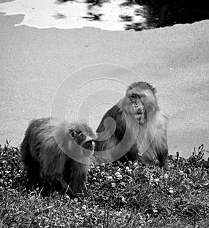 Japanese macaque Macaca fuscata,